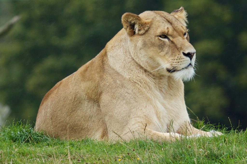 Lioness_resting