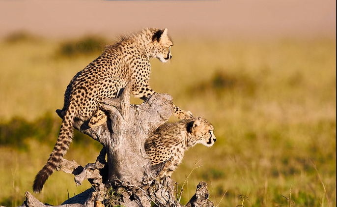 cubs_watching