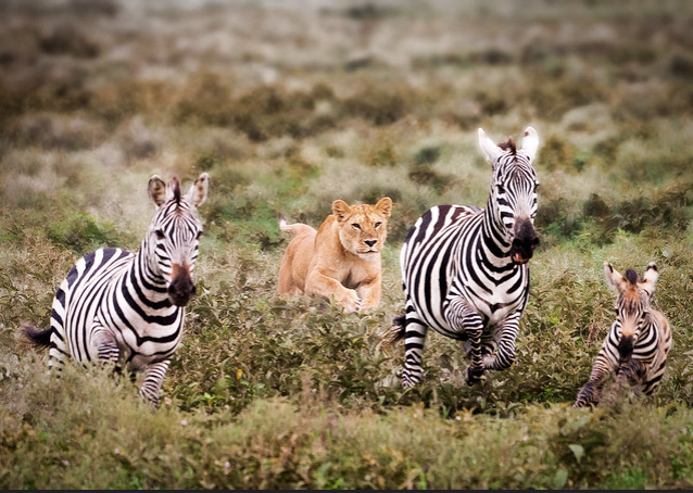 lioness_chasing_zebra