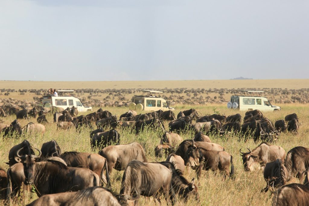 wildebeest_watching