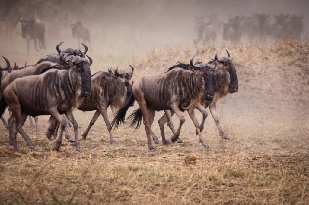 wildebeest_running