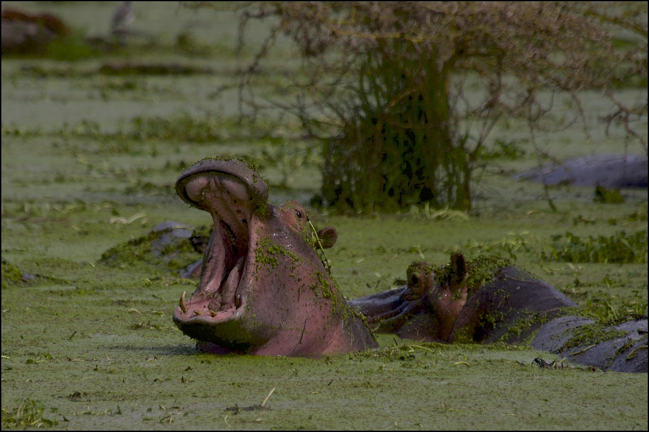 Hippo_yawning