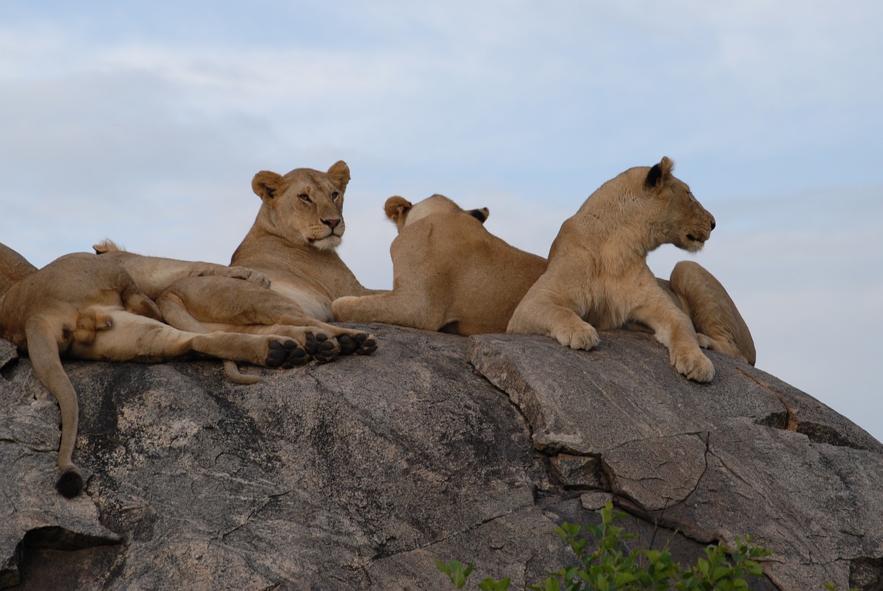 Lioness_basking