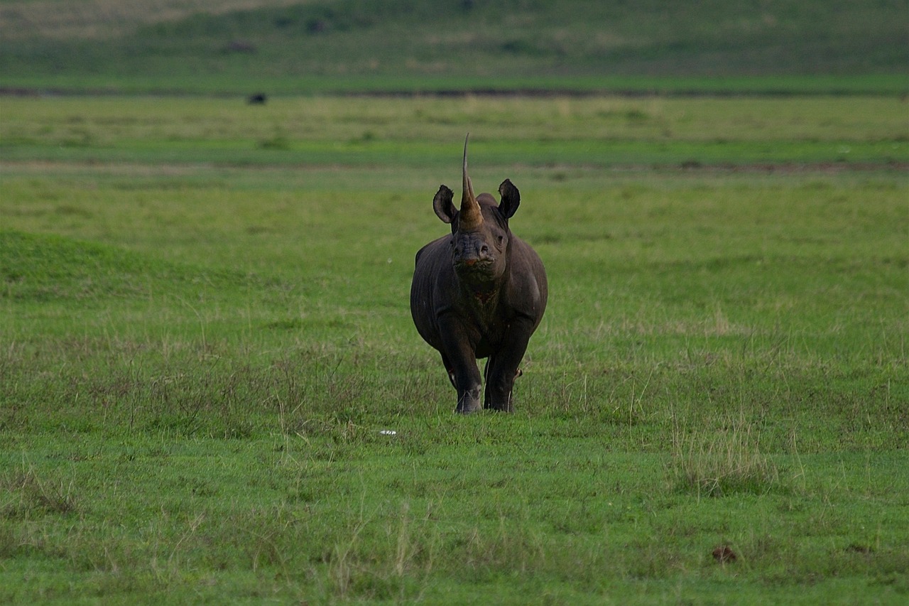 Black_rhino