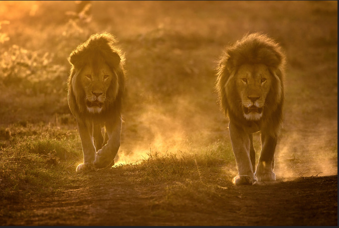 Lion_kings