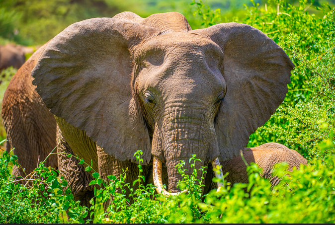 elephants_eating