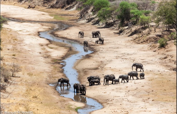 elphants_Drinking_water