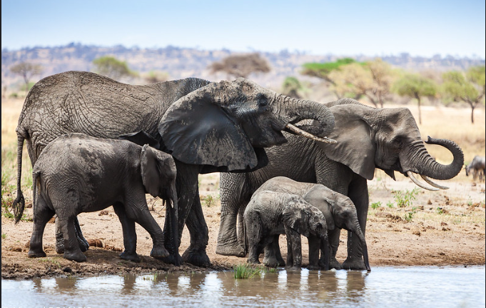 Elephants_Water_taking